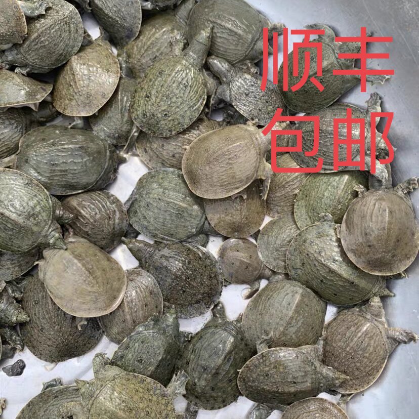 中华鳖苗养殖专用淡水养殖鲜活小甲鱼苗小中华鳖黄河甲鱼苗图片
