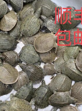 中华鳖苗养殖专用淡水养殖鲜活小甲鱼苗小中华鳖黄河甲鱼苗