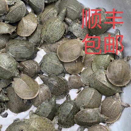 中华鳖苗养殖专用淡水养殖鲜活小甲鱼苗小中华鳖黄河甲鱼苗