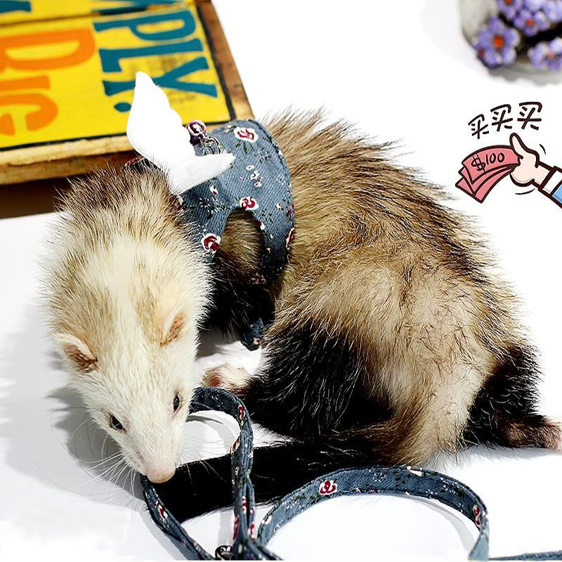 满68包邮新到时尚天使牵引绳可调节外出链背心宠物雪貂玛雪儿胸背