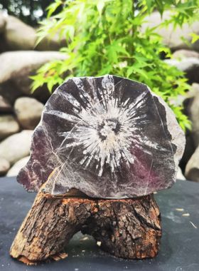 天然菊花石原石摆件奇石原生态自然矿物收藏送礼家居办公室装饰