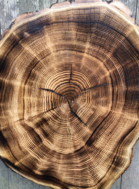 圆木片diy手绘装饰原木片碳化