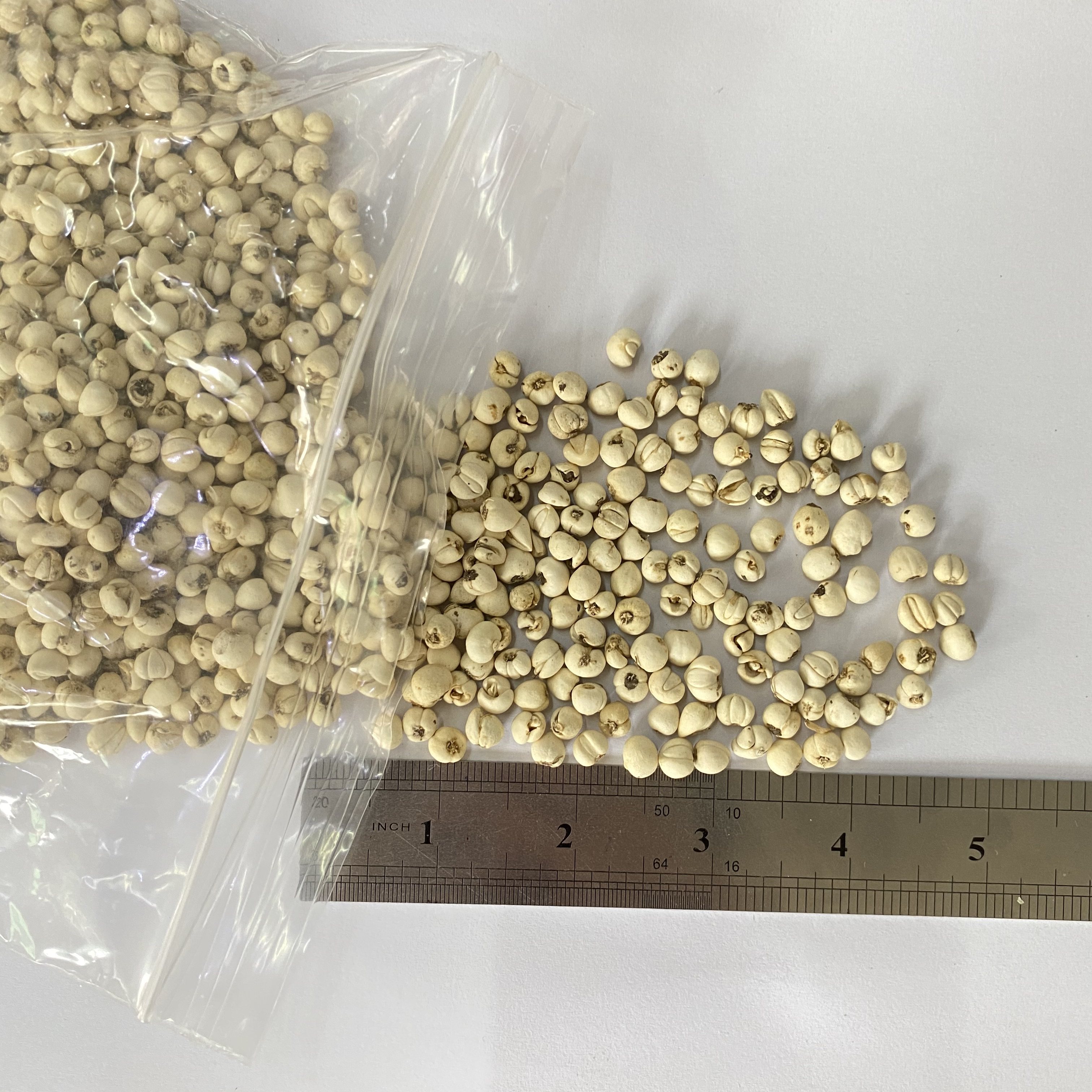 正品好川贝母 川贝 中药材供应 珍珠贝 米贝四川松贝尖贝 100g克