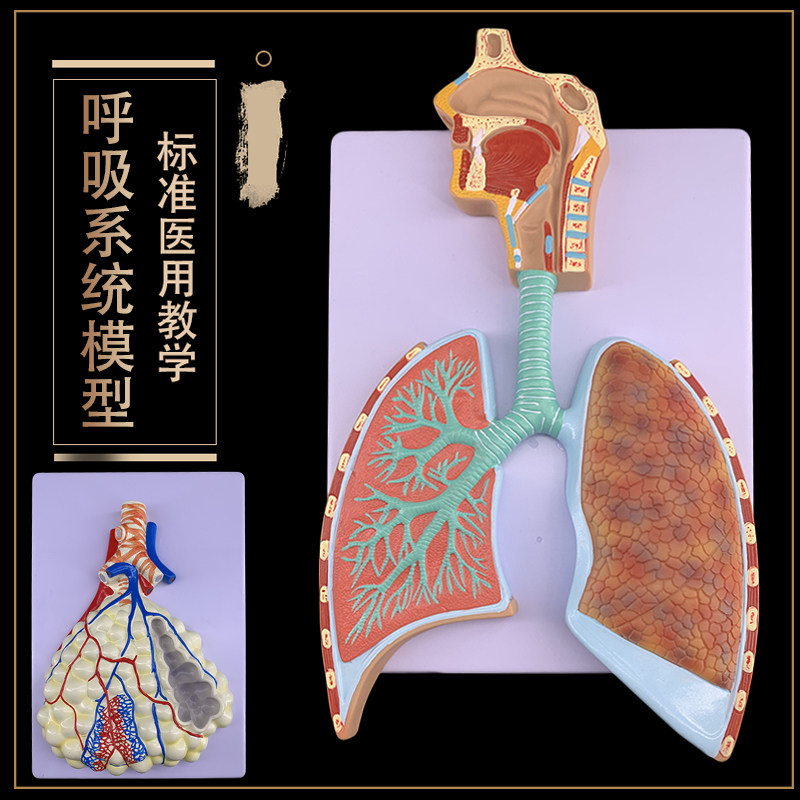 人体呼吸系统解剖模型 肺解剖呼吸系统浮雕模型 肺泡放大解剖模型