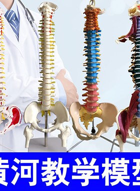 黄河11成人脊柱正骨练习模型