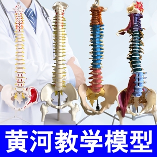 成人脊椎结构模型教学用品带骨盆股骨头彩色分区正骨脊柱医学模型