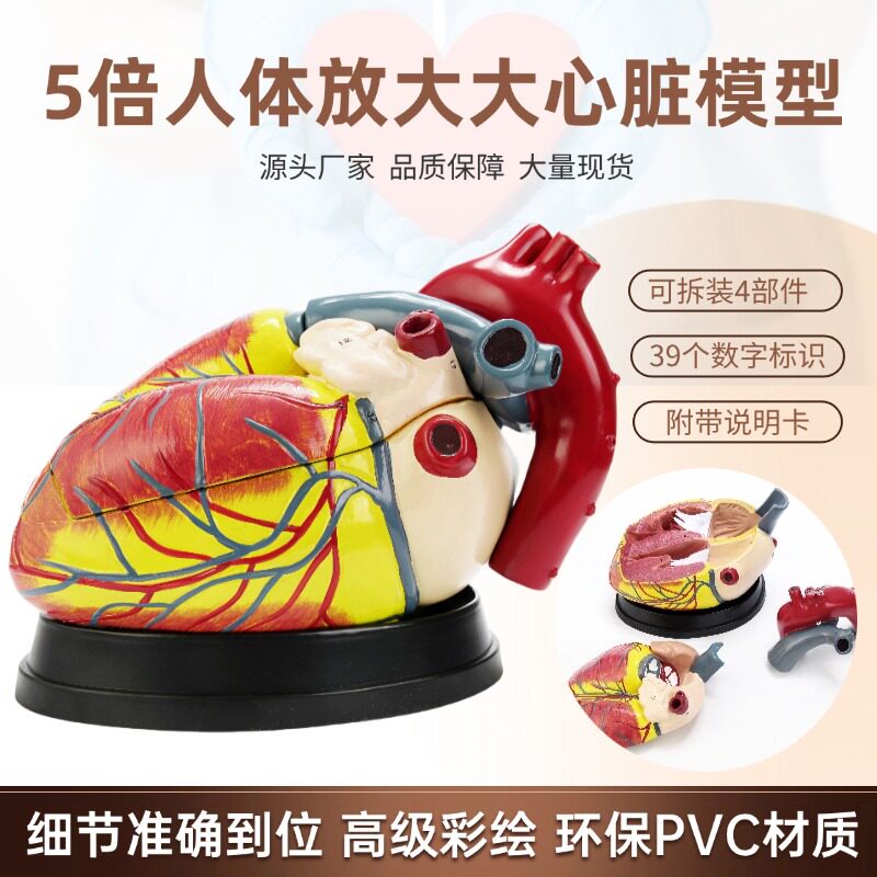 인간의 자연 심장 해부학 모델 의료 교육 기관 구조 병원 학교 교육 보조 컬러 초음파 B 이동식