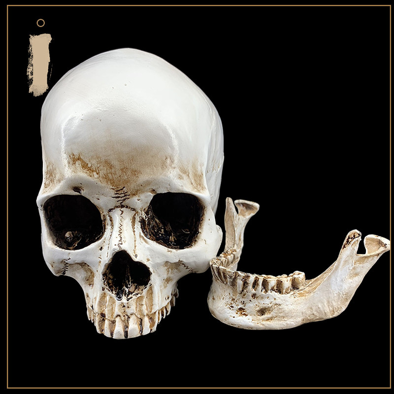 고품질 시뮬레이션 1:1 인간 두개골 모델 수지 두개골 의료 두개골 아트 복사 골동품 머리 모델