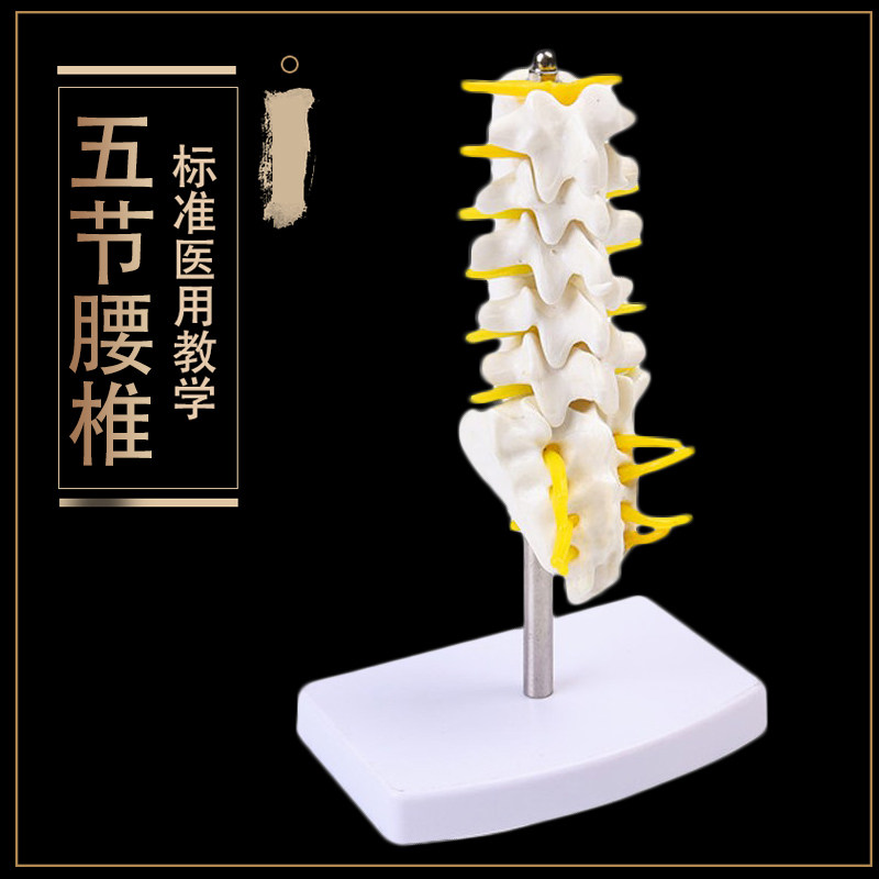 自然大人体五节腰椎模型 腰椎间盘 骨骼骨盆模型教学32CM高 包邮