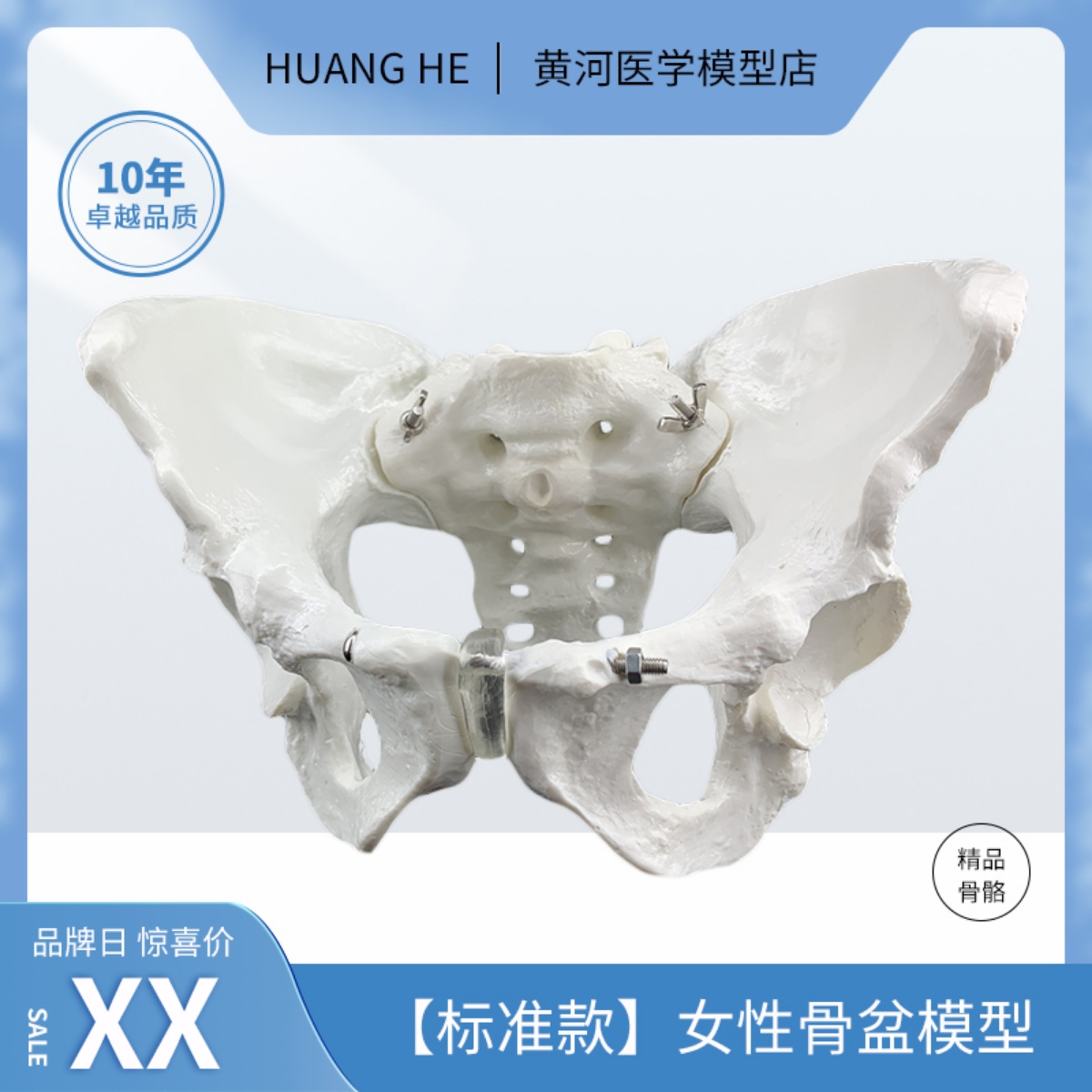 助产示教胎儿模型女性骨盆
