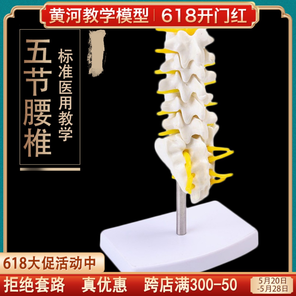 自然大人体五节腰椎模型腰椎间盘骨骼骨盆模型教学32CM高包邮