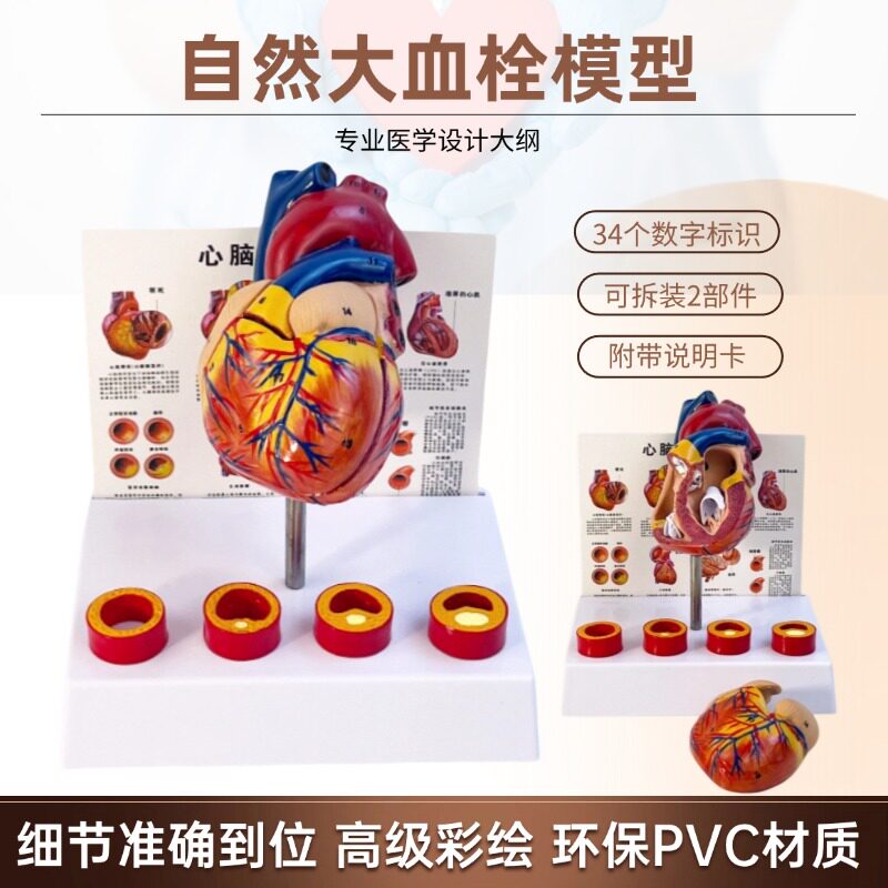 인간의 자연 심장 해부학 모델 의료 교육 기관 구조 병원 학교 교육 보조 컬러 초음파 B 이동식