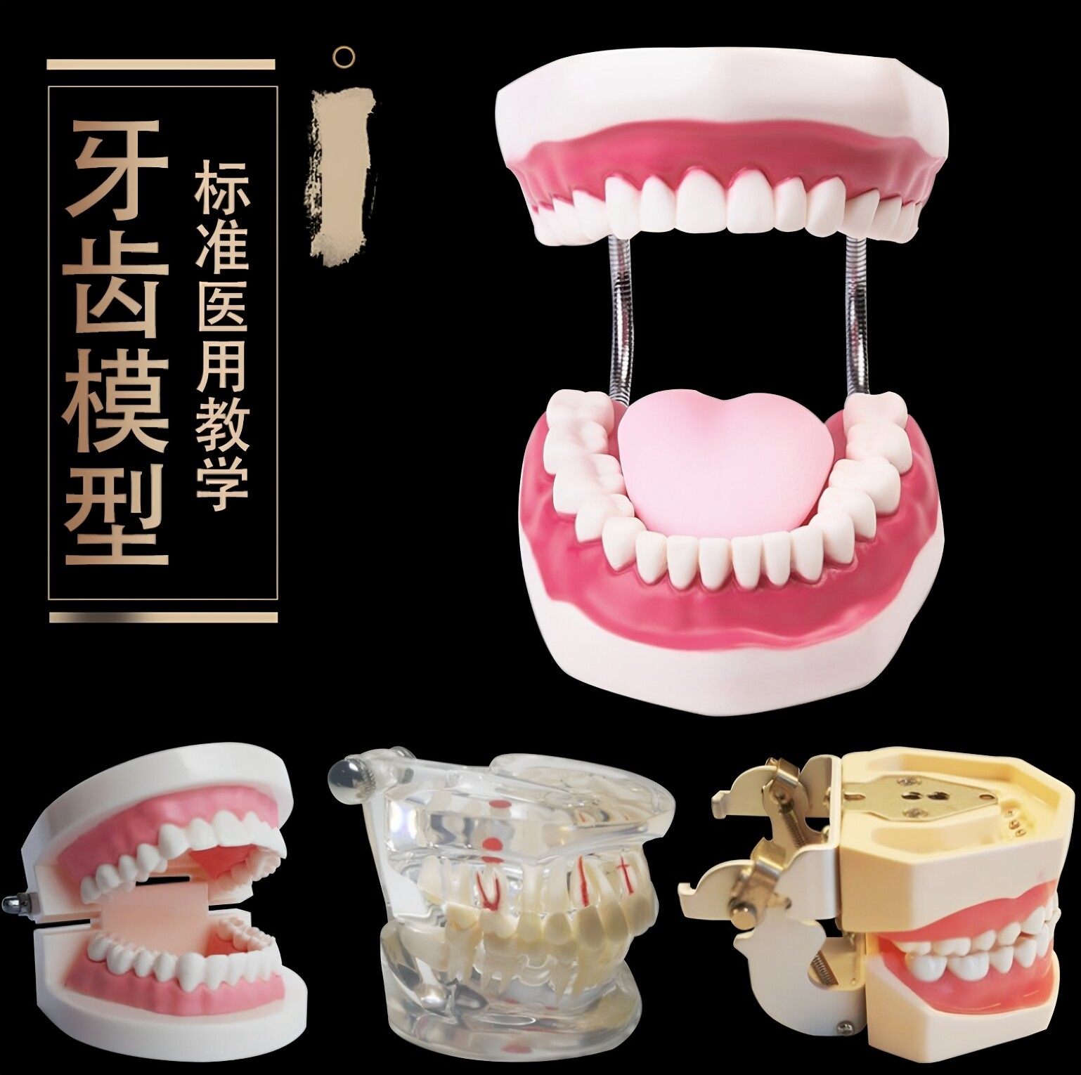 齿科材料 口腔器械器牙科材料义齿 全口牙 牙齿模型 标准模型