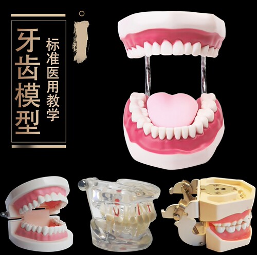 齿科材料 口腔器械器牙科材料义齿 全口牙 牙齿模型 标准模型 - 封面