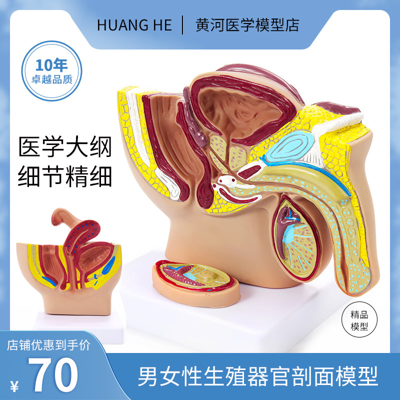 男女性生殖结构解剖正中矢状剖面小型女性盆腔宫腔骨盆男性生殖器