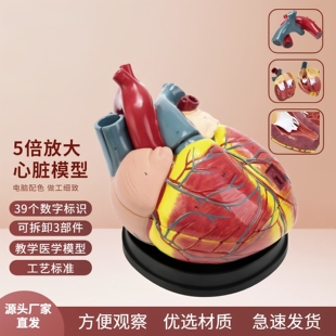 心脏模型解剖放大血管动静脉人体器官结构造模具教学医科学教具