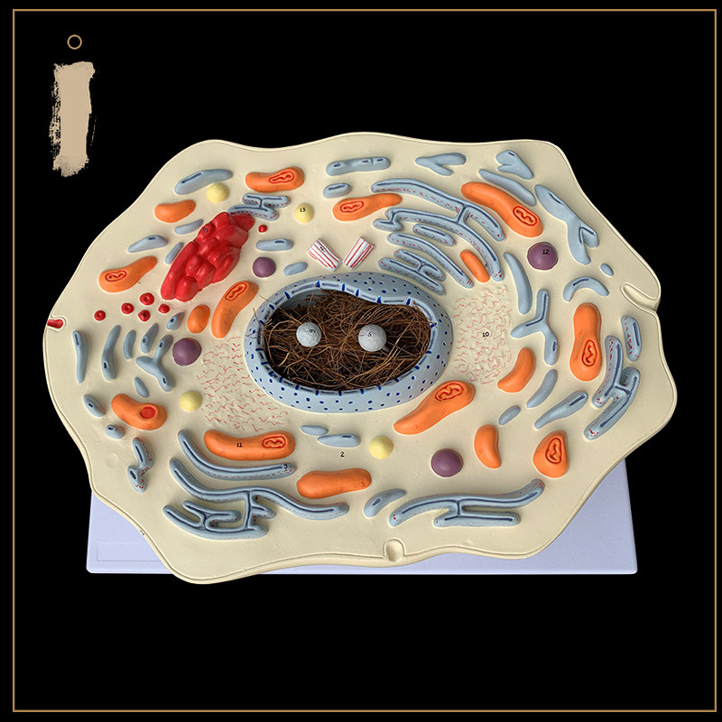 동물 세포 초미세 구조 모델 동물 병원 데모 장식품 학교 생물학 교재 세포벽