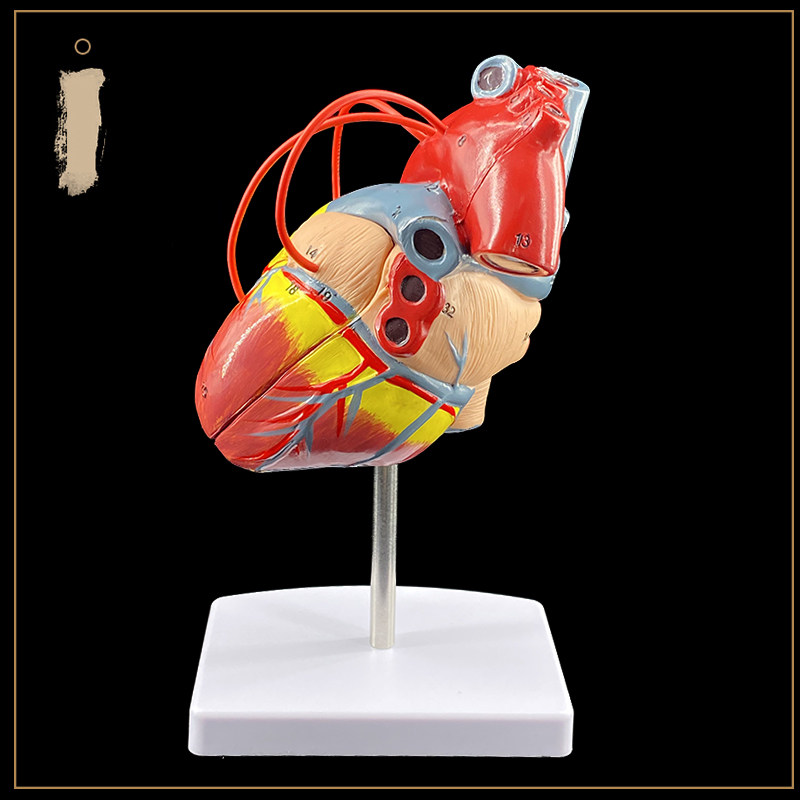 인간의 심장 우회 데모 교육 모델 내부 장기 계층 해부학 모델 병원 학교 개인 사용