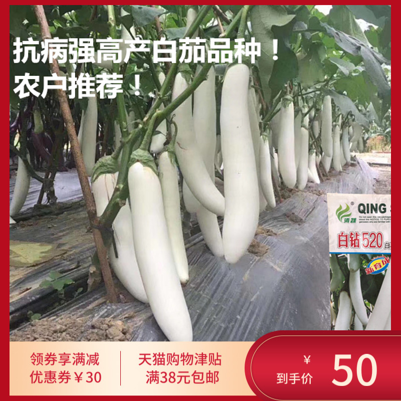 白茄种子白色茄子种子白钻520白茄种子基地出口品种春季秋季高产