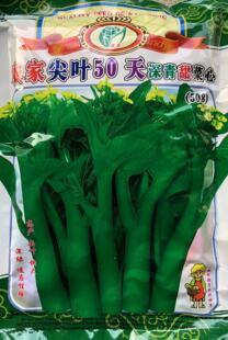 广东菜心种子尖叶菜心农家尖叶50天深青甜菜心种子口感好酒店菜心