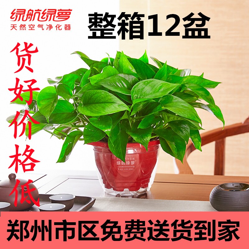 绿萝室内吸收甲醛自吸水