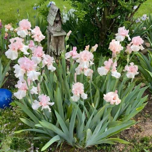 德国鸢尾种球耐热耐寒阳台盆栽