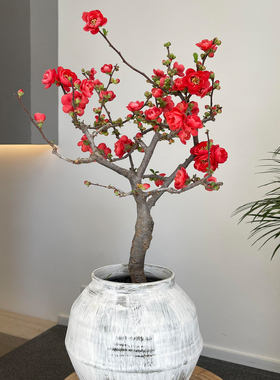 四季海棠花盆栽树苗开花卉重瓣老桩盆景耐寒绿植物室内阳台好养活