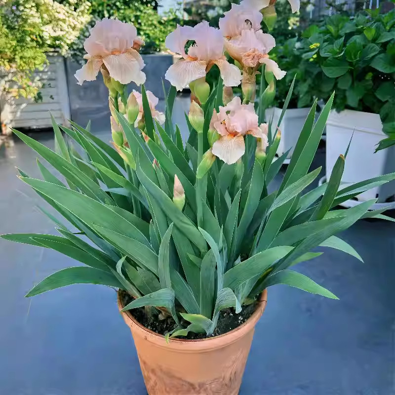 德国鸢尾种球裸根鸢尾苗多年生阳台花坛庭院绿植耐热耐寒花卉植物