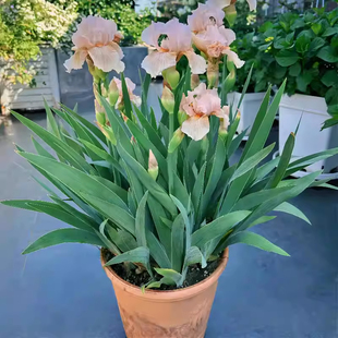 德国鸢尾种球裸根鸢尾苗多年生阳台花坛庭院绿植耐热耐寒花卉植物