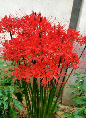 彼岸花种球曼珠沙华石蒜忽地笑大球耐寒花卉盆栽种子四季种植耐热