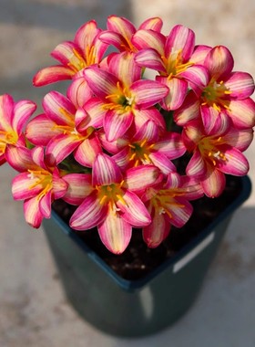 买2送1重瓣风雨兰种球庭院阳台盆栽四季常开植物好养易活韭兰花卉