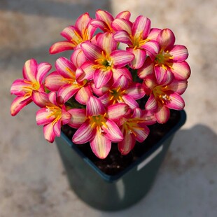 买2送1重瓣风雨兰种球庭院阳台盆栽四季 常开植物好养易活韭兰花卉