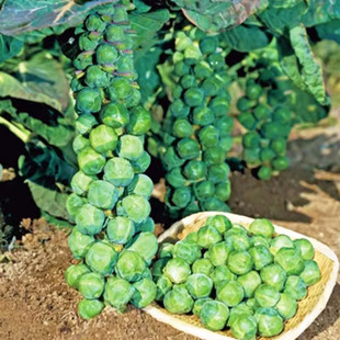 抱子甘蓝孢子甘蓝菜种子苗蔬菜种籽高果率小包菜卷心蔬菜种子大全