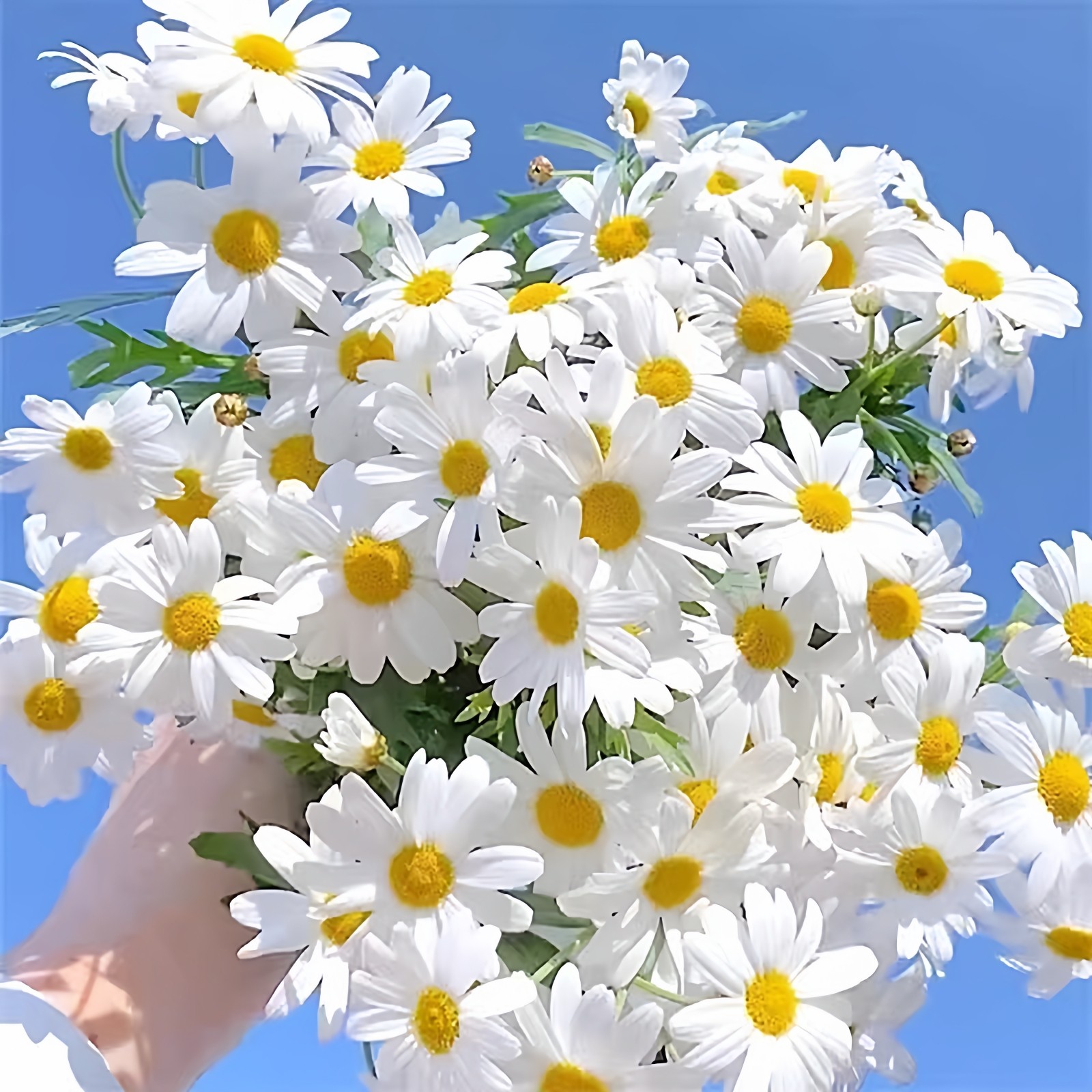 玛格丽特花种子盆栽播种好养易活盆室内外小雏菊花卉种籽庭院阳台,鲜花速递/花卉仿真/绿植园艺,家庭园艺种子,淘宝优惠券,粉丝福利购,淘宝优惠卷