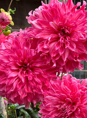 重瓣大丽花种球根地瓜花庭院阳台盆栽地栽多年生耐寒耐热花卉植物