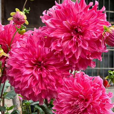 重瓣大丽花种球根地瓜花庭院阳台盆栽地栽多年生耐寒耐热花卉植物