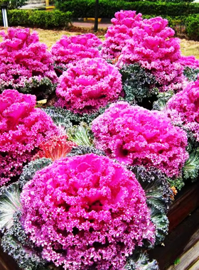 羽衣甘蓝种孑紫色可食用观赏叶牡丹四季蔬菜种子阳台庭院盆栽种苗