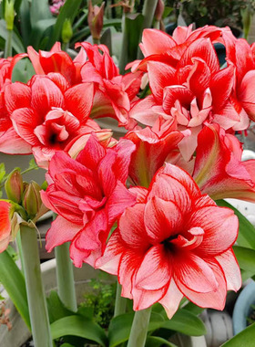 重瓣朱顶红种球荷兰进口鬼魅球根阳台庭院室内四季常开盆栽花植物