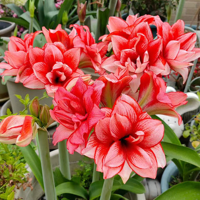 重瓣朱顶红种球鬼魅开花植物