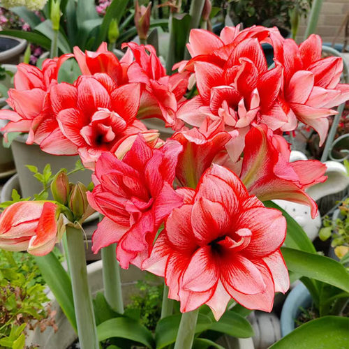 重瓣朱顶红种球鬼魅开花植物