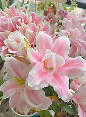 5颗香水百合花种球进口重瓣好养活盆栽庭院四季开花浓香植物花卉