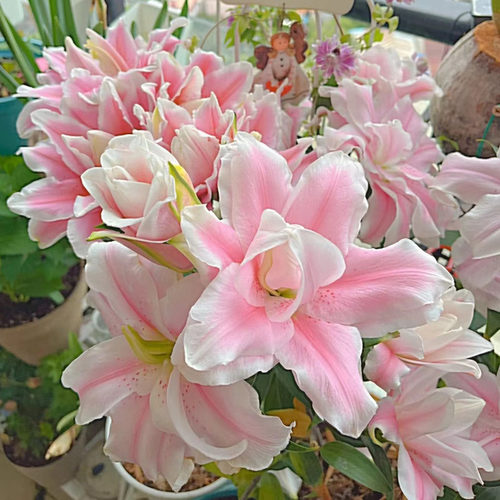 5颗进口香水百合花种球开花盆栽