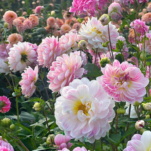 大丽花种球重瓣地瓜花根室内外盆栽地栽牛奶咖啡花卉植物巨型花苗