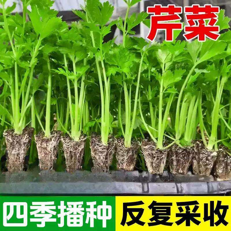 芹菜种子四季小香芹菜种子香味浓郁实心芹菜四季播种农家蔬菜种子,鲜花速递/花卉仿真/绿植园艺,家庭园艺种子,淘宝优惠券,粉丝福利购,淘宝优惠卷
