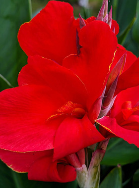 带芽美人蕉种根四季多年生花苗盆栽植物室外庭院易活种球宿根花卉