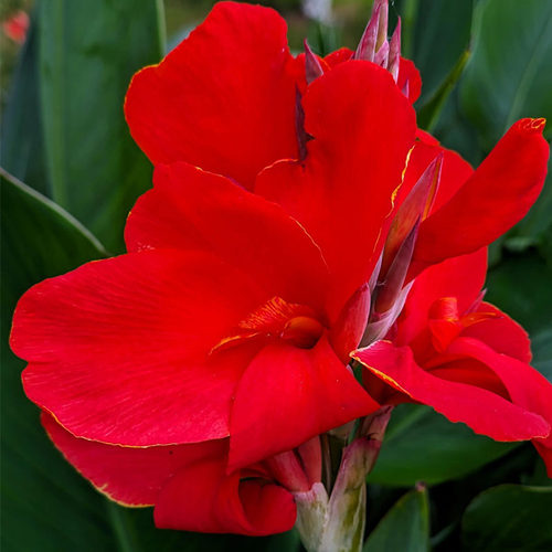 带芽美人蕉种根四季多年生花苗