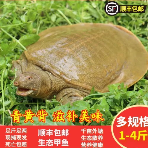 鲜活食用野外放养大甲鱼中华鳖龟