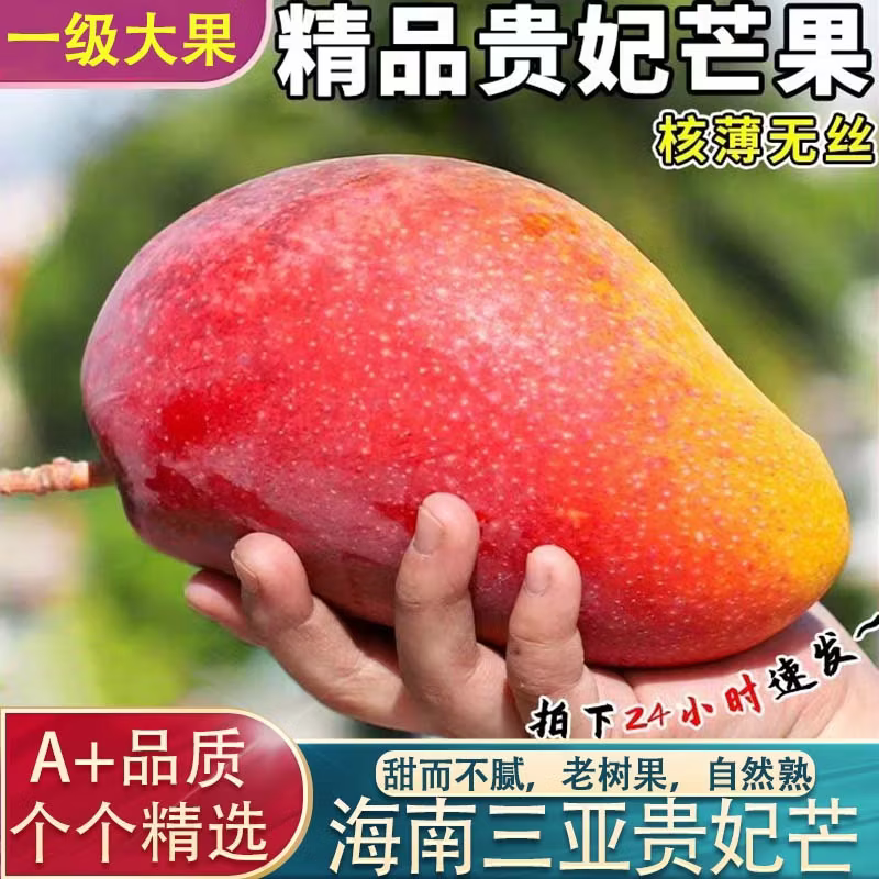 海南三亚贵妃芒红金龙甜心芒果现摘当季新鲜水果大果10斤整箱包邮