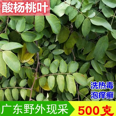 广东新鲜现采酸杨桃叶泡澡