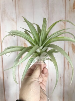 空气凤梨 Tillandsia maritima x harrisii 玛丽x哈里斯 大号